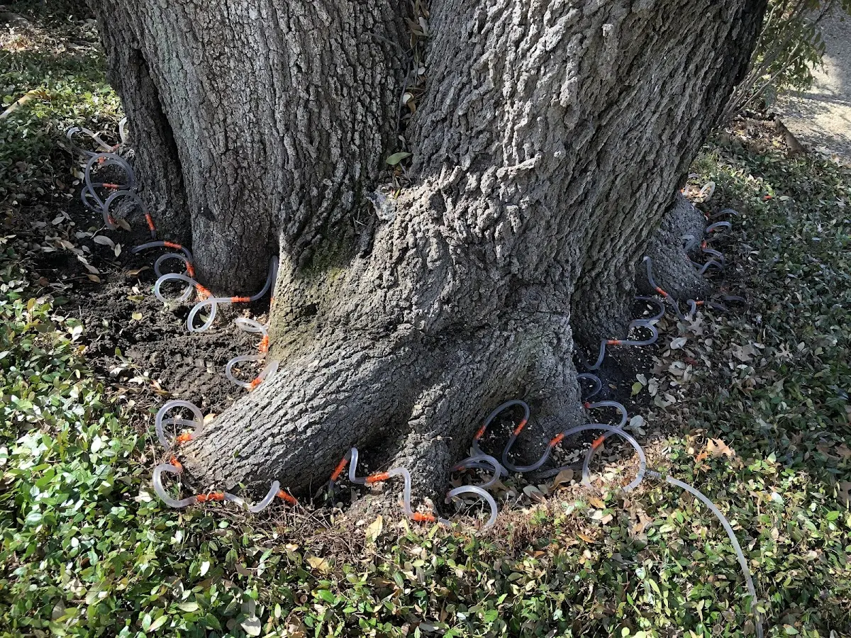 Detailed Tree Cabling and Bracing job site in Beeson