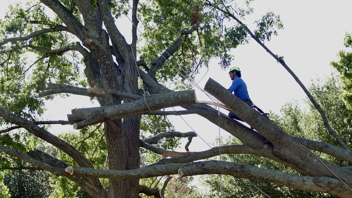 Professional Hazardous Tree Removal performed by certified arborists in Beeson