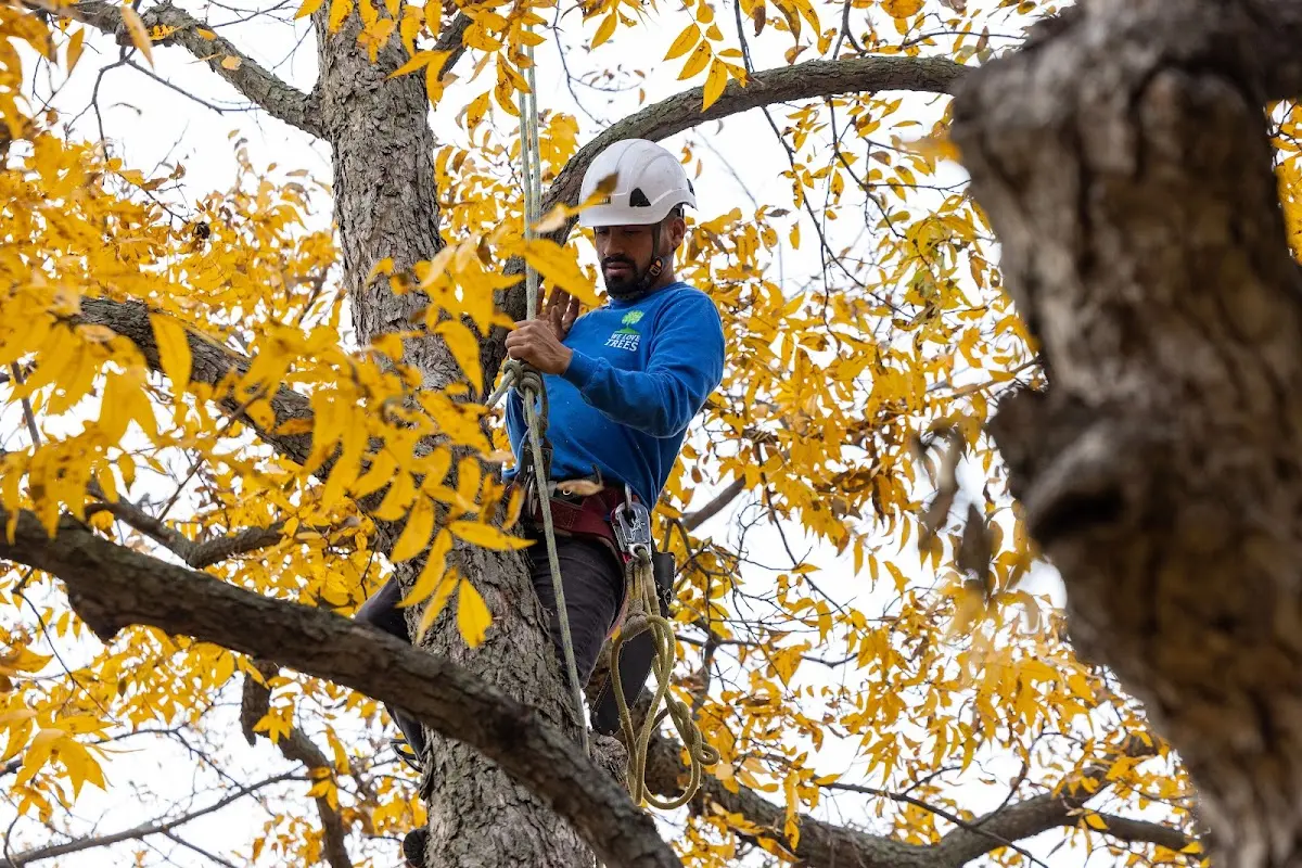Skilled Tree Transplanting crew working in Beeson