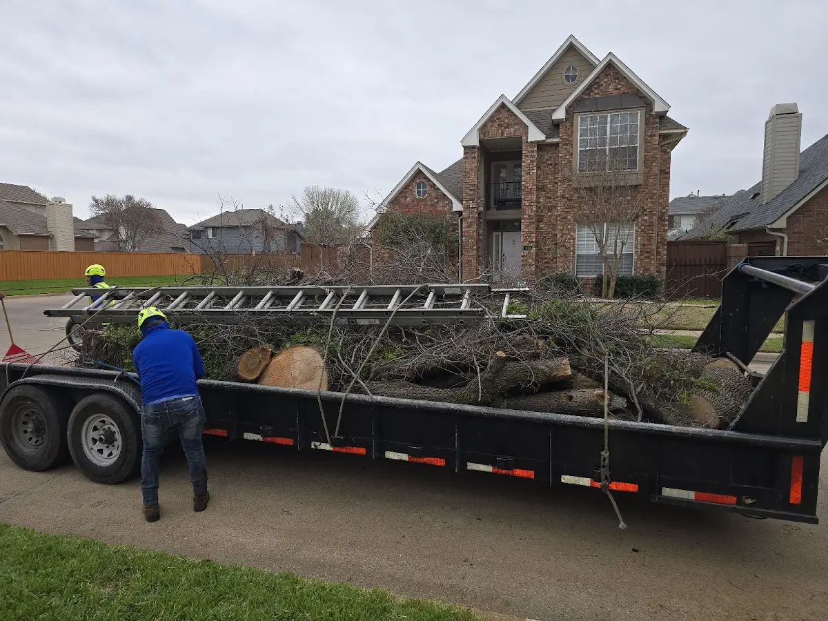Expert Tree Pest Control with proper safety equipment in Beeson